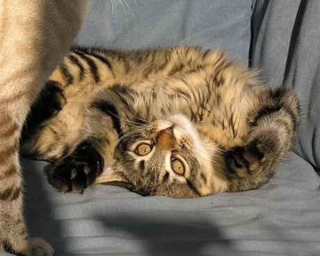 Cute-Upside-Down-Cat-Caturday