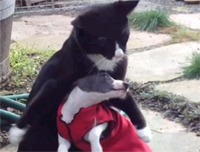 猫