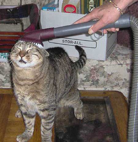 大掃除猫
