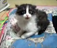 猫