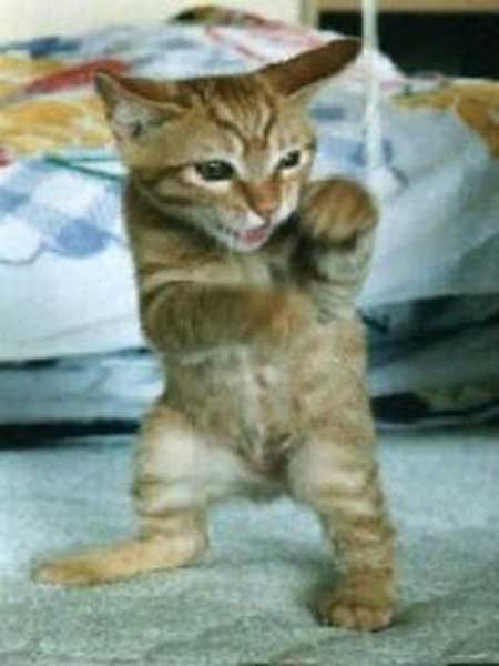 ファイティング猫