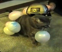 ���ŵ�