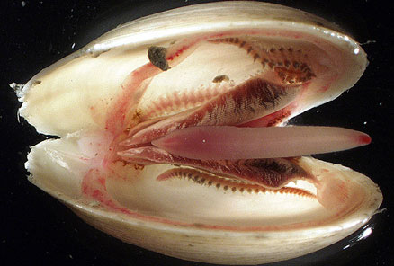 worm_clam