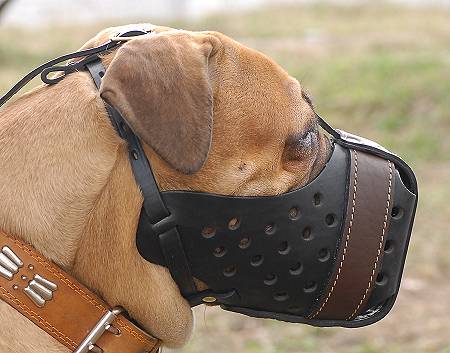 bullmastiff-dog-muzzle-leather_LRG