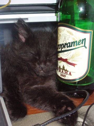 cats-alchohol-12