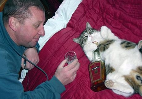 cats-alchohol-22