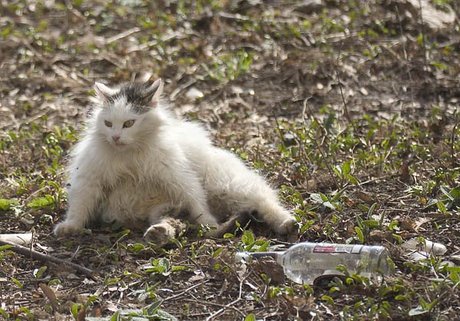 cats-alchohol-19
