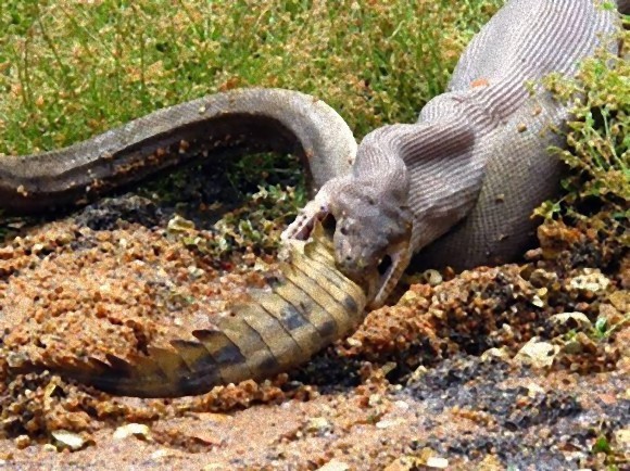 python_eating_crocodile_09_e_e