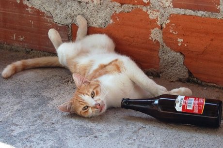 cats-alchohol-23