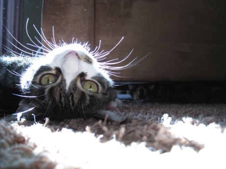 Sunlight-Cat-Upside-Down-Caturday