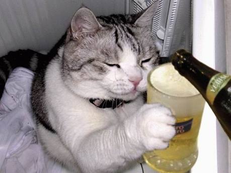 cats-alchohol-10