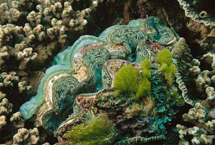 giant_clam