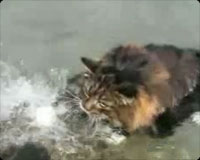猫泳ぐ
