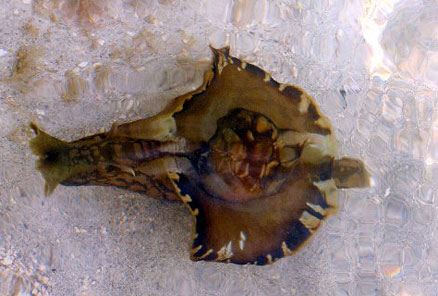 sea_hare