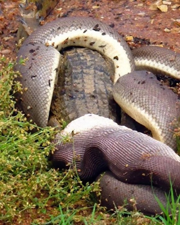 python_eating_crocodile_04_e_e