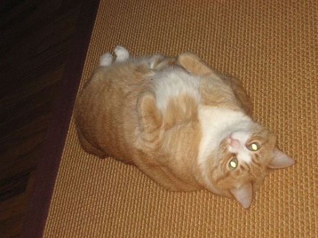 Fat-Cat-Upside-Down-Caturday