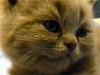 ̲��