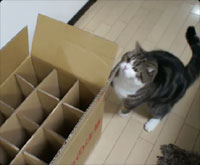 はこ