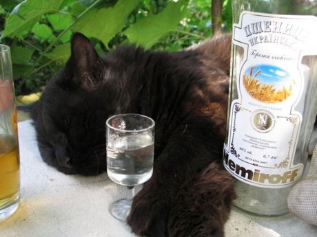 cats-alchohol-13