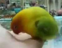 オウム