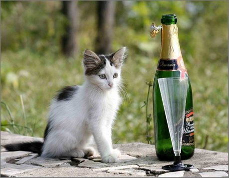 cats-alchohol-11