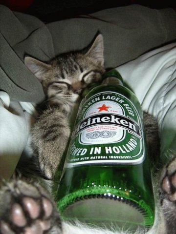 cats-alchohol-15