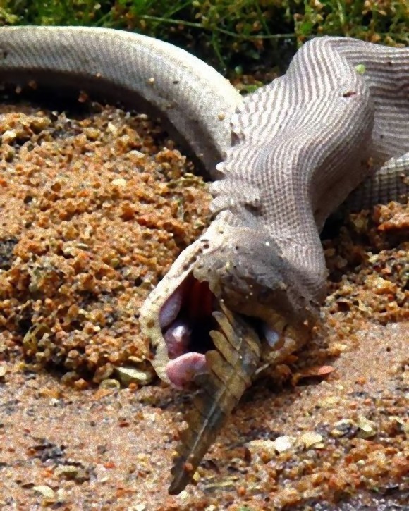 python_eating_crocodile_10_e_e