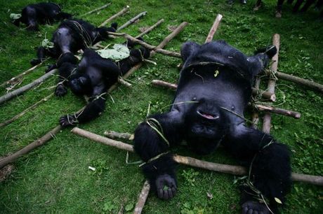 life_in_congo_04