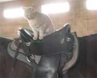 ����