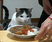 ���졼�饤��
