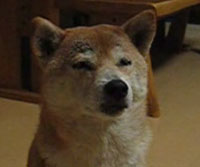 suima