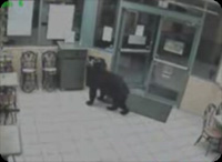 kuma