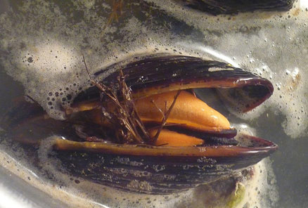 mussell