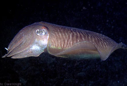 cuttlefish