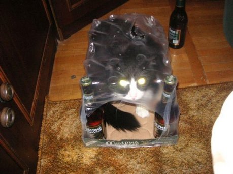 cats-alchohol-18