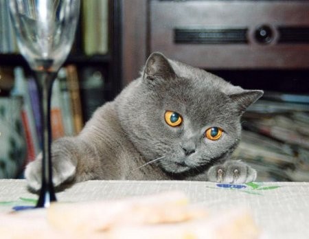 cats-alchohol-06