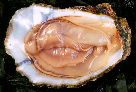 oyster