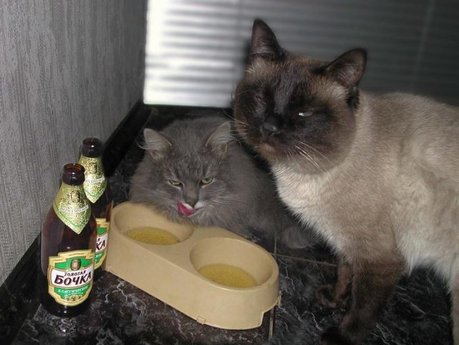 cats-alchohol-08