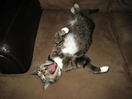 Upside-Down-Yawning-Cat-Caturday-500x375