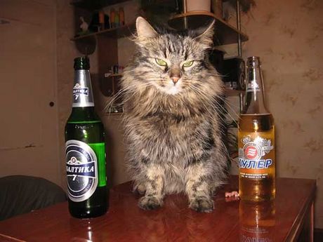cats-alchohol-21