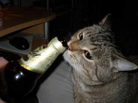 cats-alchohol-16