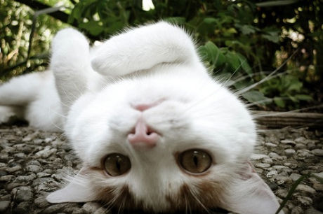 Adorable-Upside-Down-Cat-Caturday