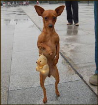 inu