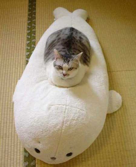 いるかに乗った猫
