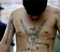 ms13