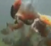 ピラニア