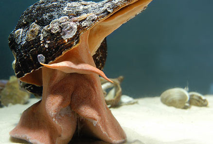 conch