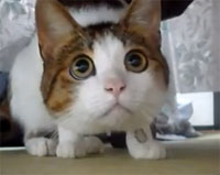 ma