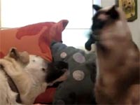 キャット