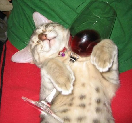 cats-alchohol-09